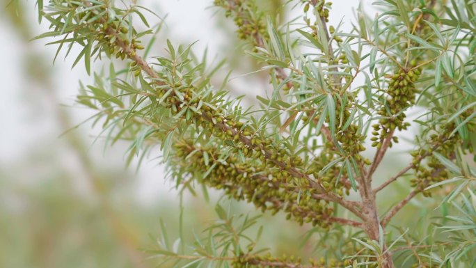 新疆沙漠戈壁沙棘种植基地