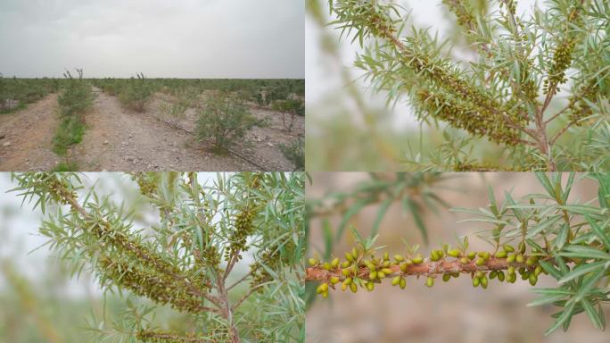 新疆沙漠戈壁沙棘种植基地
