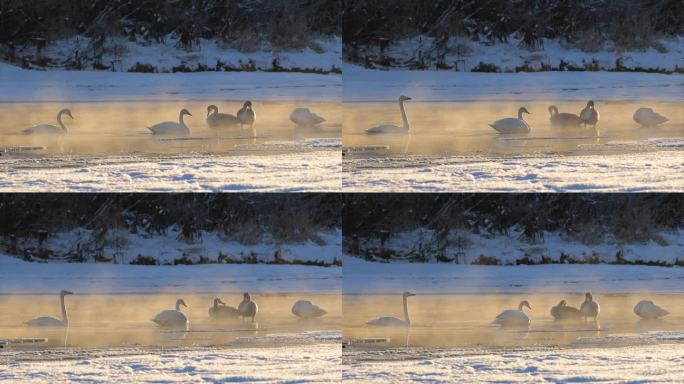 一群大天鹅，号手天鹅的表亲，在日落时分在河中梳理羽毛。