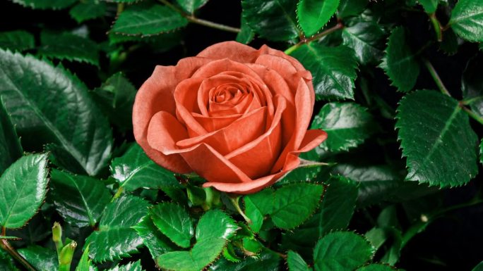 多色玫瑰开放花在时间推移上的叶子和黑色背景。蓓蕾开放，绽放成一朵大花。玫瑰从红色到橙色的时间间隔