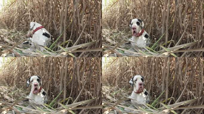 大丹犬坐在甘蔗农田里环顾四周。