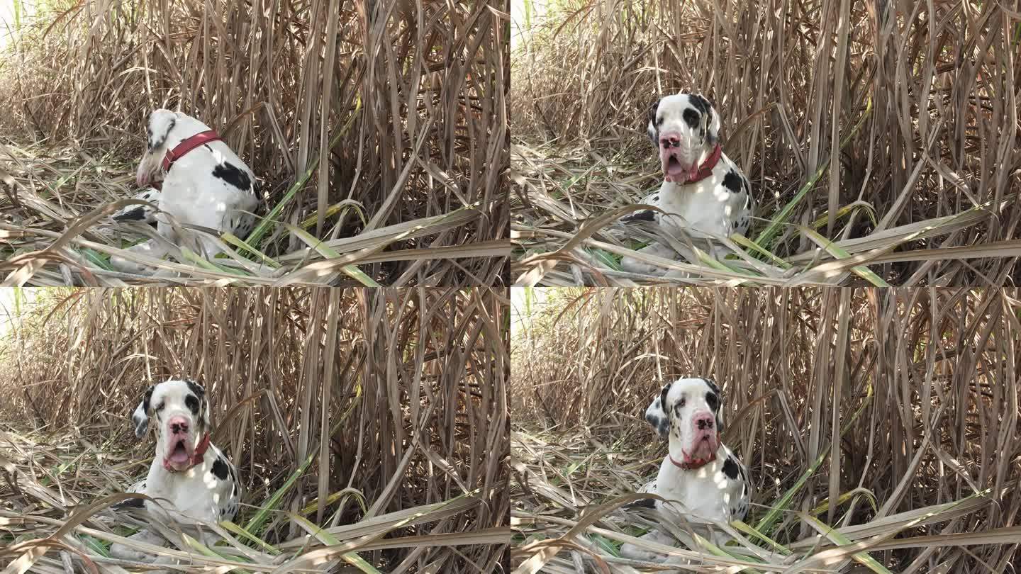 大丹犬坐在甘蔗农田里环顾四周。