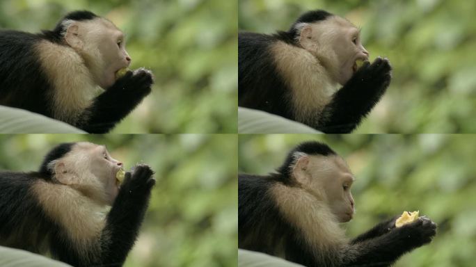 可爱的白脸卷尾猴享受着新鲜森林水果的盛宴