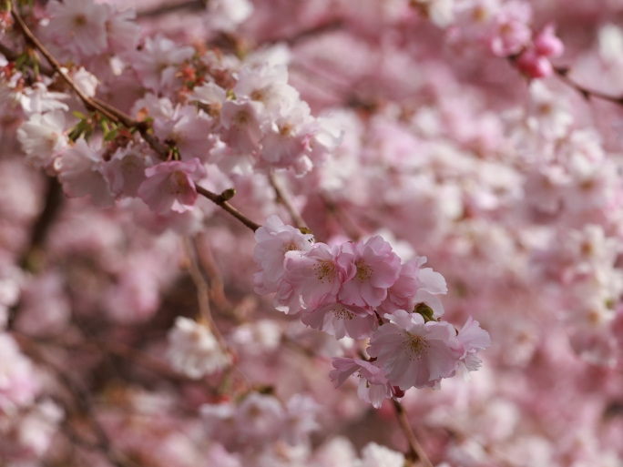 樱花芬芳