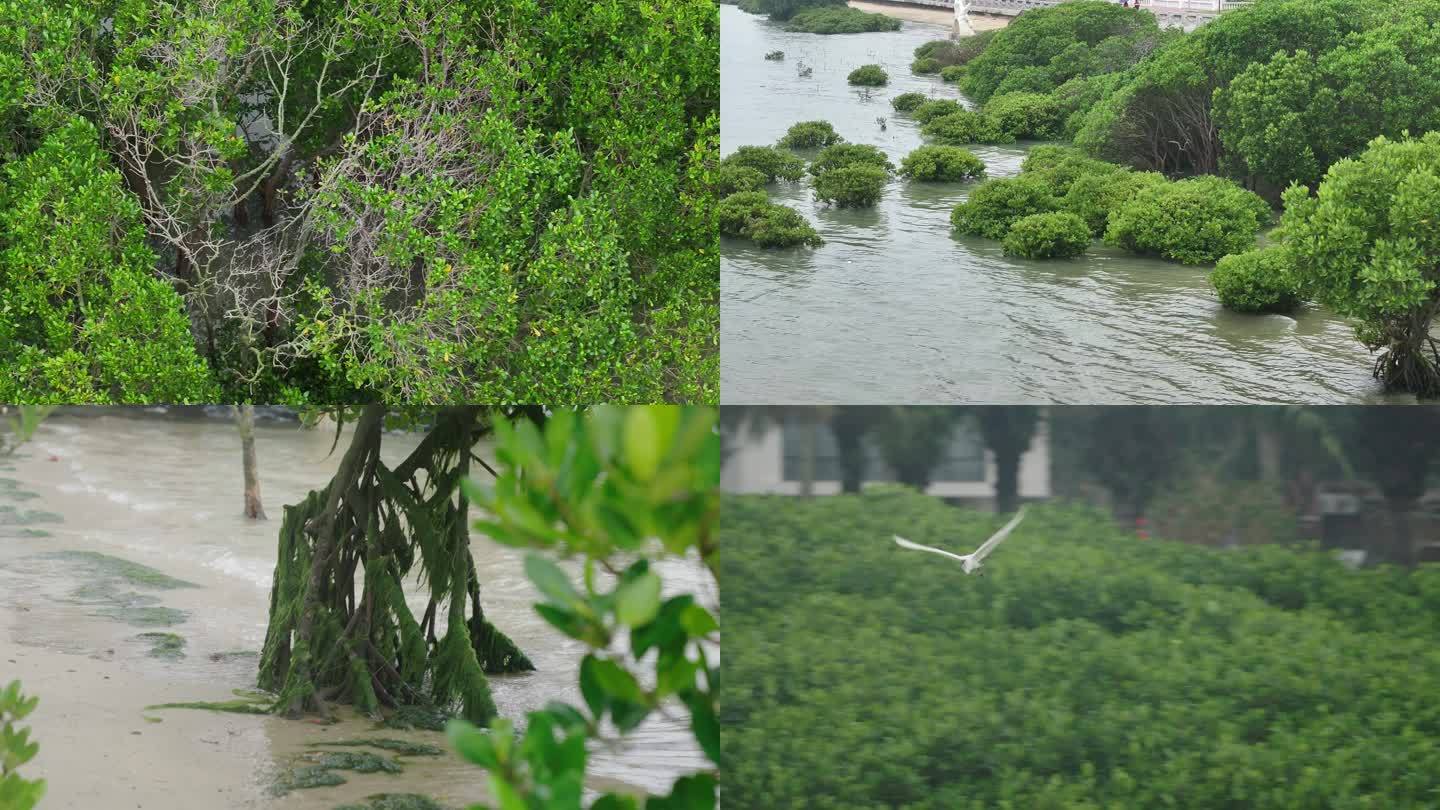 生态 广东湛江红树林4K50