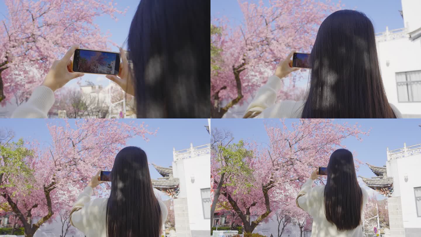 4K樱花盛开美女手机拍照打卡