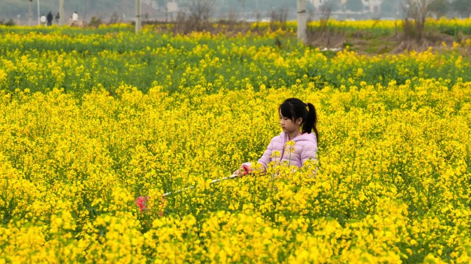 4k春天在油菜花间玩耍的小孩