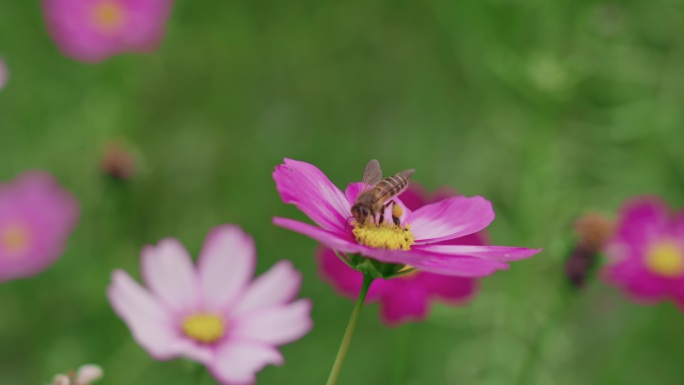 蜜蜂采花花朵花园蜜糖