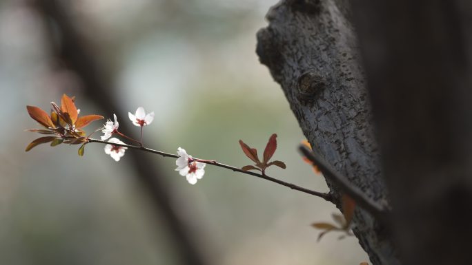 4K春日花朵实拍