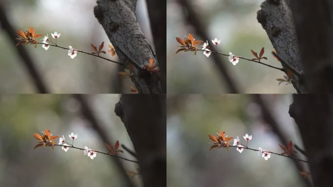 4K春日花朵实拍