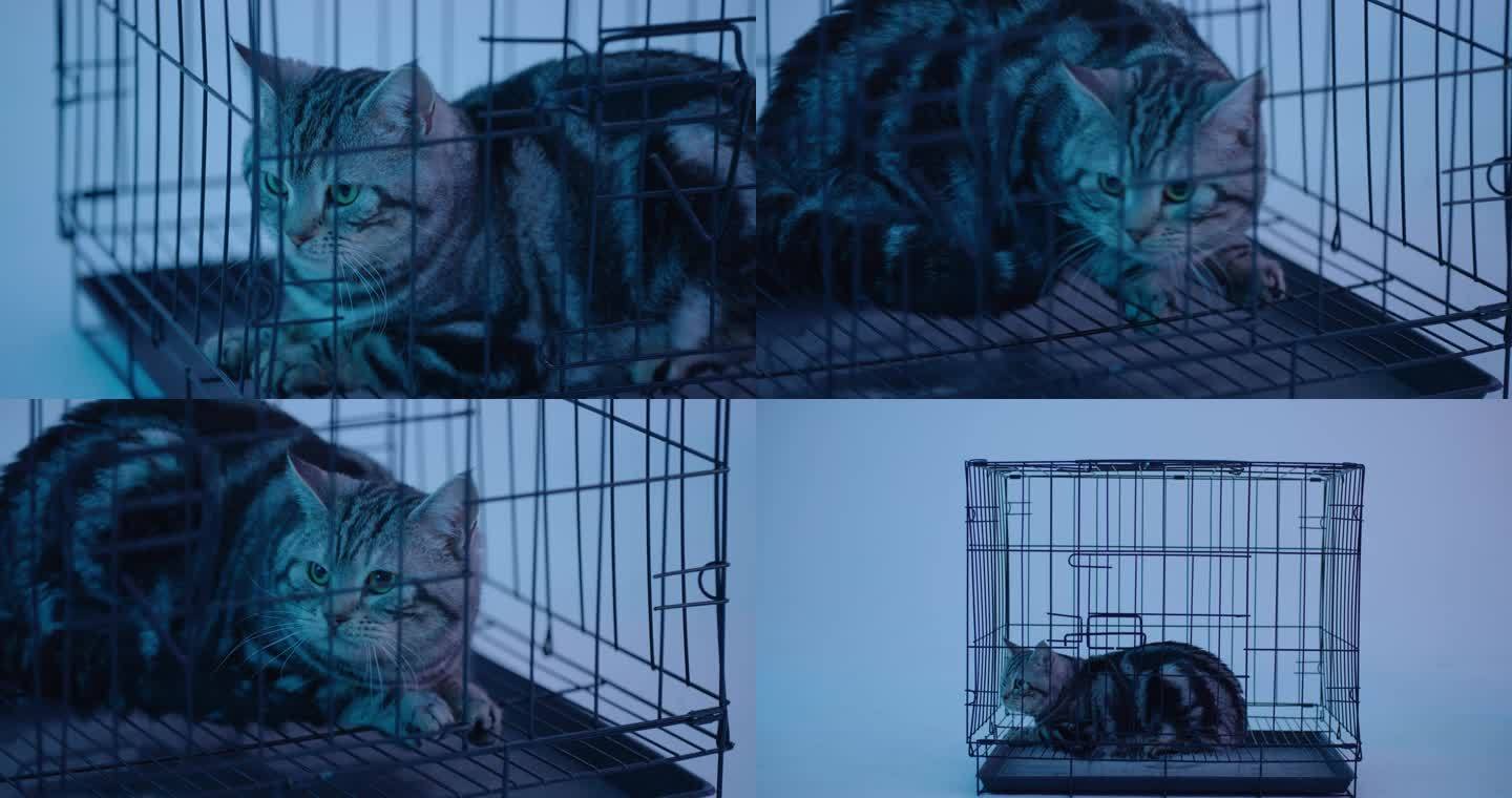 猫关进笼子-猫惊吓-猫害怕-4k