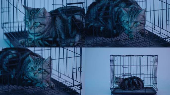 猫关进笼子-猫惊吓-猫害怕-4k