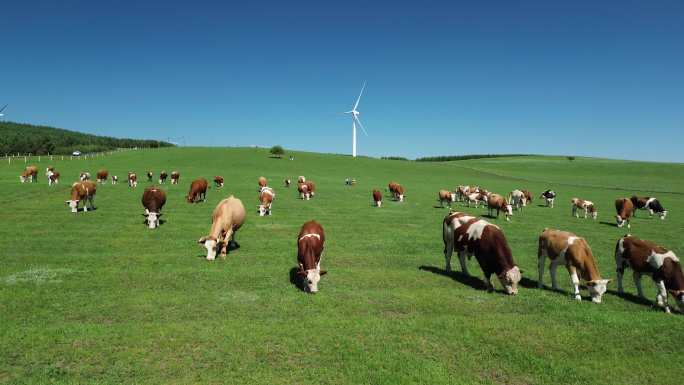 草原牛群 悠闲吃草 电力风车 蓝天绿地