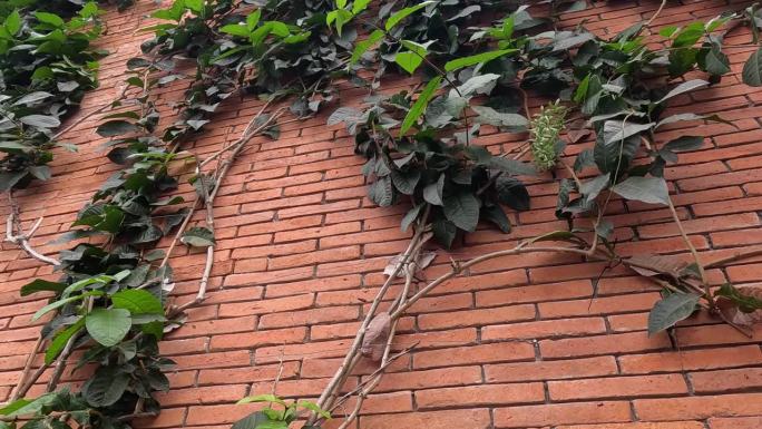 砖墙上的常春藤生长