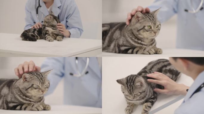猫看病-宠物医生-猫生病-4k