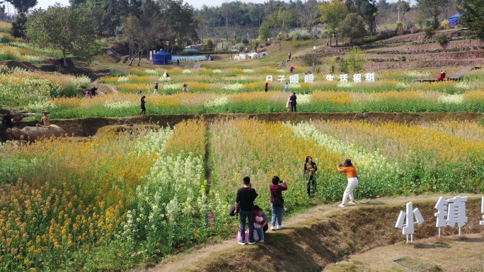 航拍重庆北碚水土新城田园牧歌的五彩油菜花