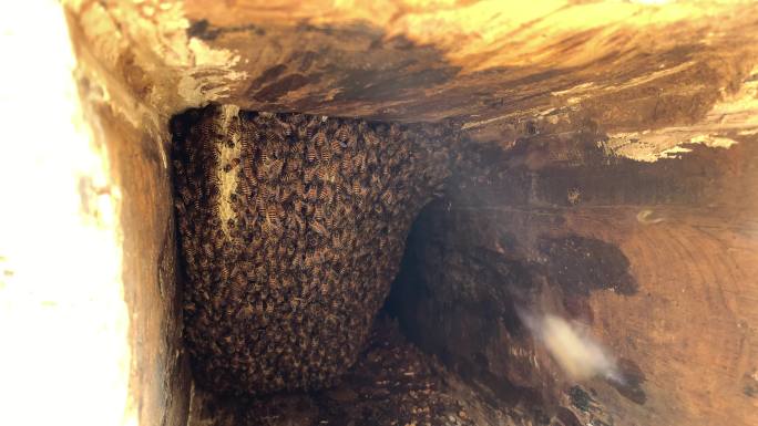 传统蜂桶蜜蜂养殖空境素材