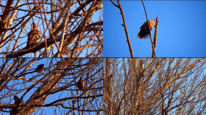 4K 光厂 树上的鸟 鸟 聚集的鸟