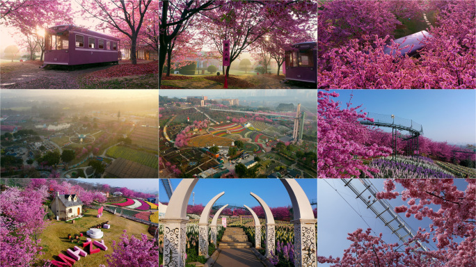 樱花盛开春天来了阳光鲜花花朵