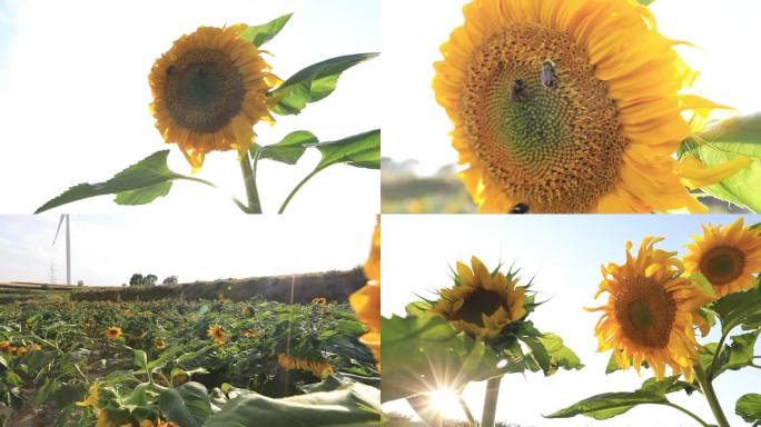 阳光下的向日葵  蜜蜂采蜜