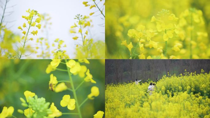 乡村油菜花