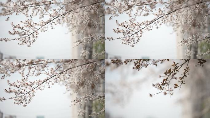 风吹花朵落 4K春日花朵落下来