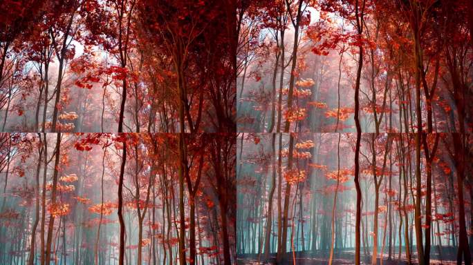 一个阳光明媚的日子，在一片叶子深红色的秋天树林里