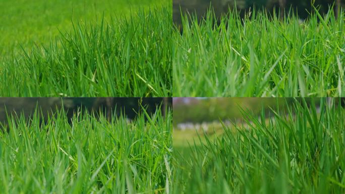 草地，微风，小草