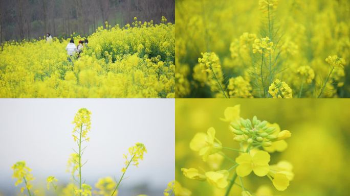 油菜花基地