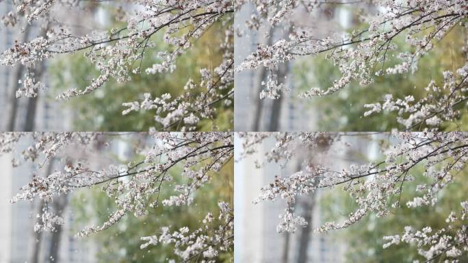 4K春日花朵实拍
