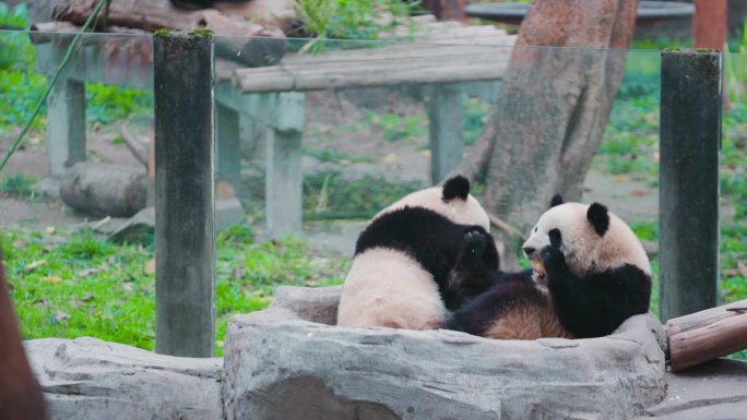 大熊猫 渝可渝爱