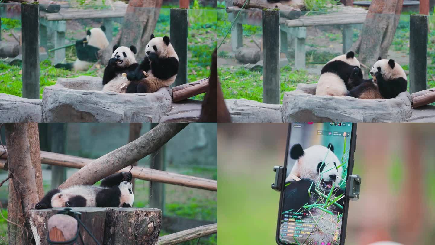 大熊猫 渝可渝爱