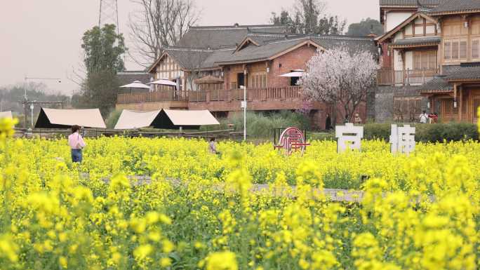 天府正兴 官塘新村 油菜花 田园春天村落