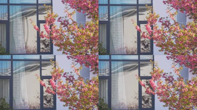4K窗外盛开的樱花