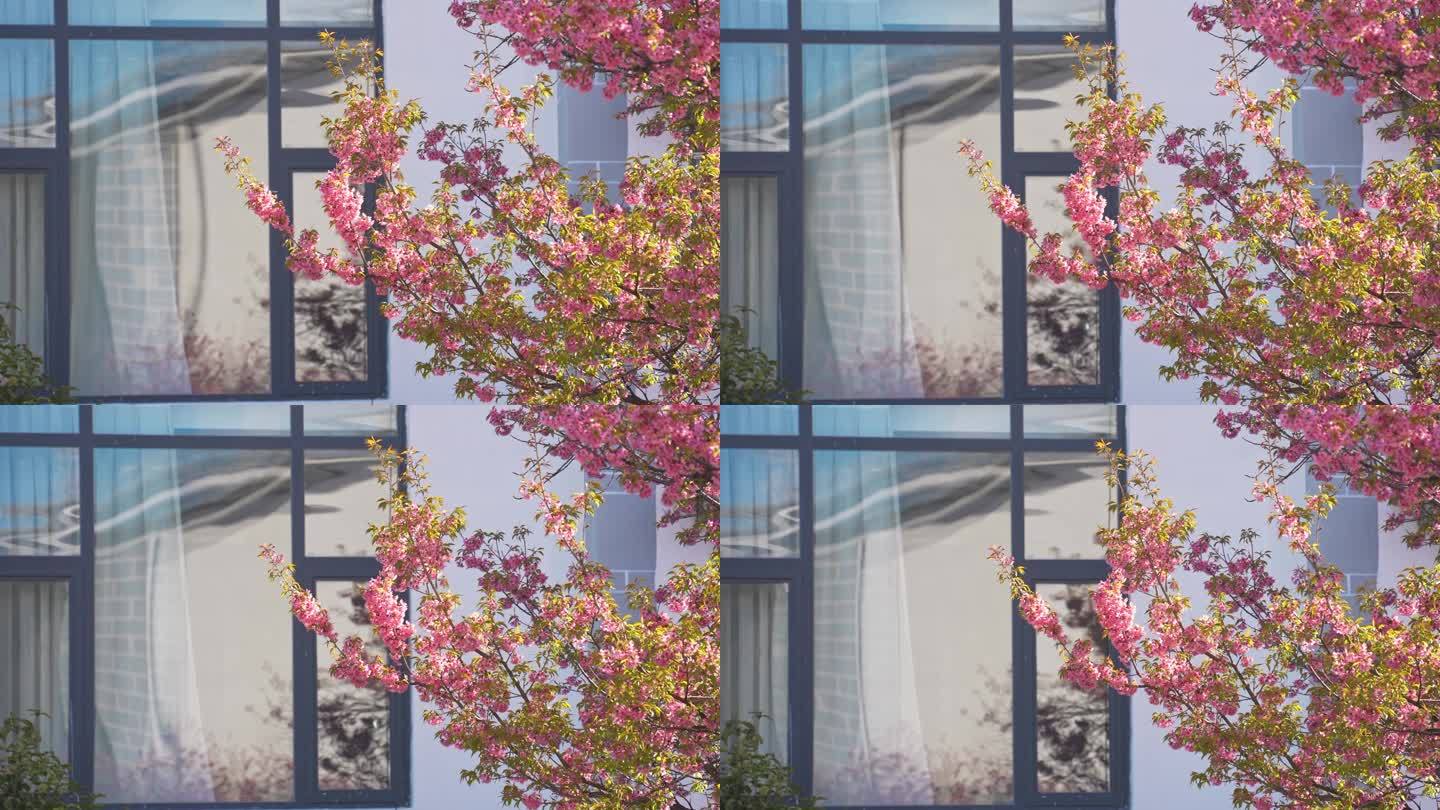 4K窗外盛开的樱花