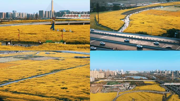 4k成都锦城绿道三元油菜花