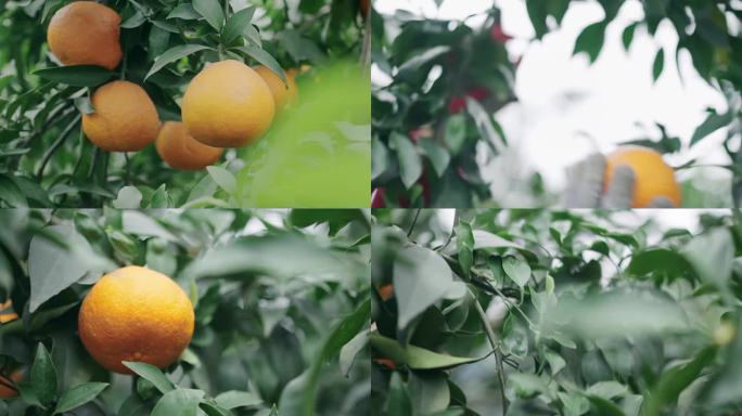 摘橙子