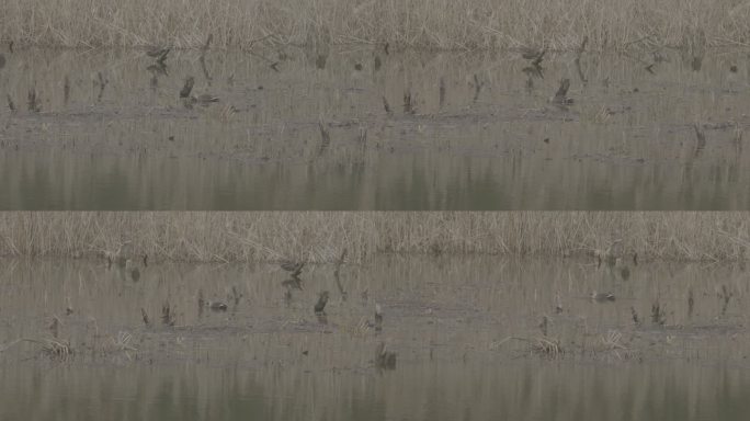 野鸭 水面 芦苇丛 游水 水鸟 4k
