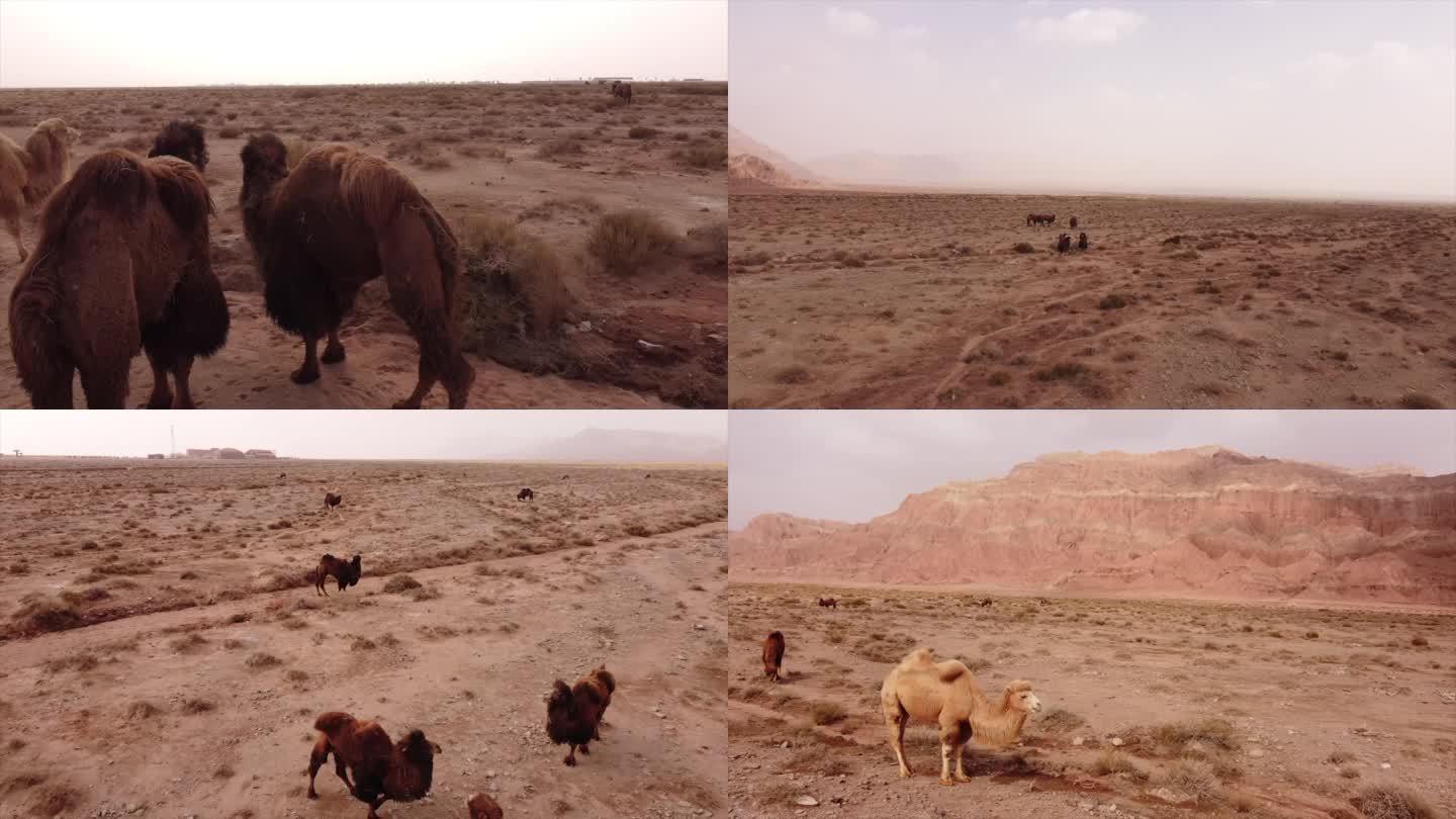 新疆骆驼无人机近距离直拍