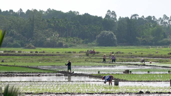 4K农民插秧 种水稻 人工种植