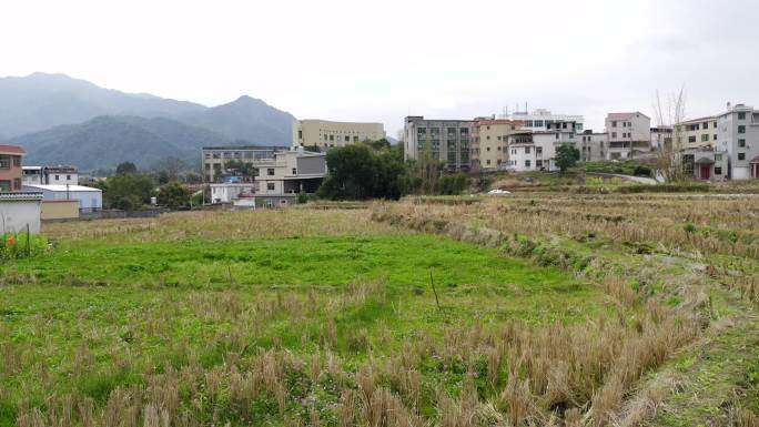 农村 景色 鸡鸭