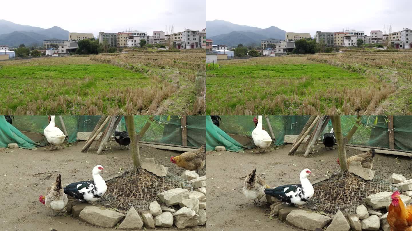 农村 景色 鸡鸭