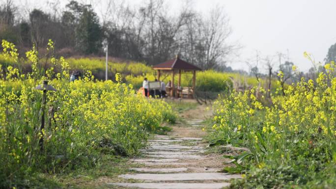 天府正兴 官塘新村 油菜花 田园 村落