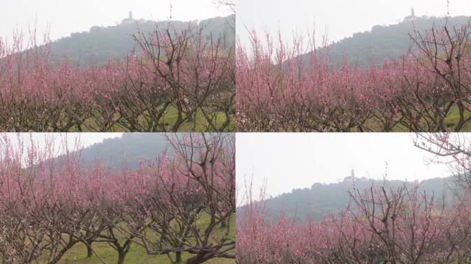 春天的上方山梅花盛开