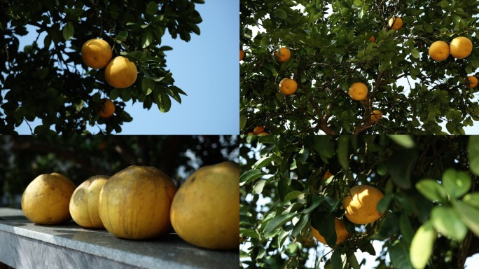 柚子成熟丰收