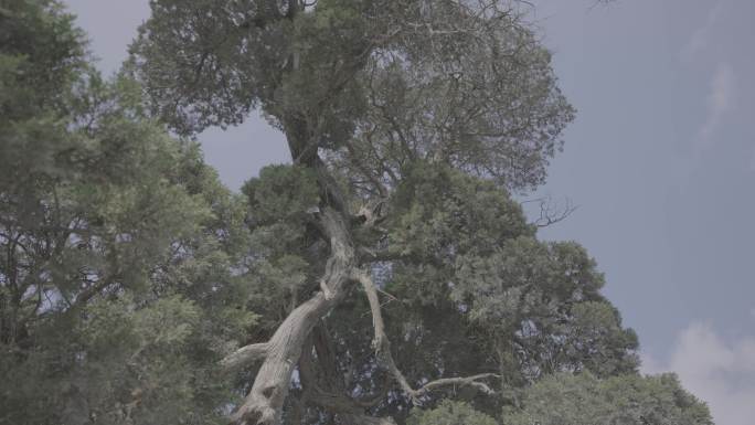 600年古树柏木大树灰片