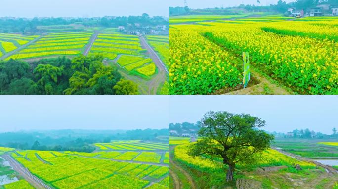 华龙东方村油菜花素材