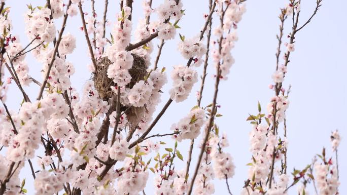 天府正兴官塘新村樱花桃花蜜蜂田园春天村落