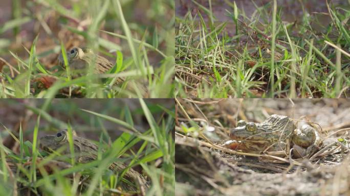 4K野生虎纹蛙 两栖动物