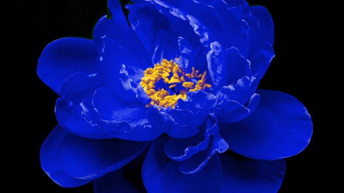美丽的蓝色牡丹与黄色花蕊在黑色的背景。盛开的牡丹花在延时视频中开放。复活节，春天，情人节，节日概念。
